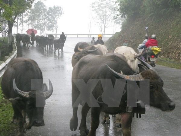 Bắc bộ rét đậm, mưa to diện rộng, vùng núi cao có thể băng giá