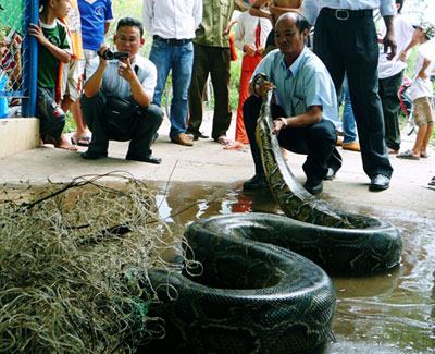 Bạc Liêu Bắt được con trăn nặng hơn 100 kg
