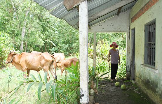 Di dời các trường ĐH, CĐ chậm trễ do đâu?: Bài 2: Quy hoạch… cho cỏ mọc