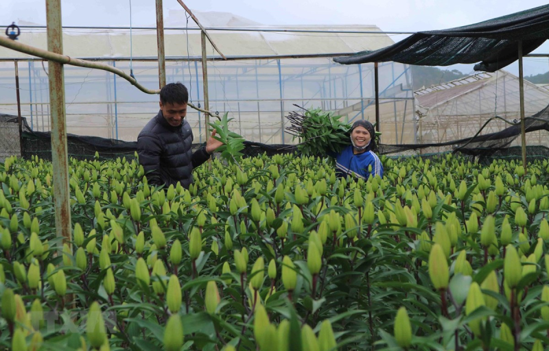 Nhà vườn ở làng hoa Thái Phiên (Phường 12, Đà Lạt) thu hoạch hoa lily vụ Tết. (Ảnh: Nguyễn Dũng/TTXVN)