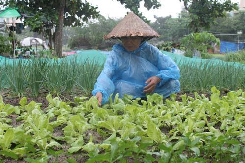 Người trồng rau điêu đứng vì mưa bão