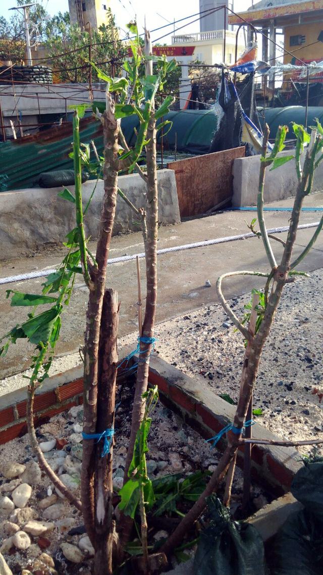 Bão quét Trường Sa, giàn pin mặt trời bị gió cuốn mất - Ảnh 7.