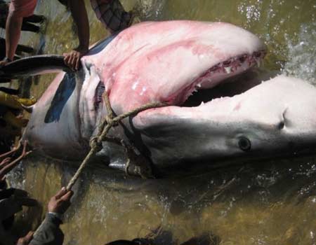 Bắt được cá mập ở vùng biển có người bị tấn công