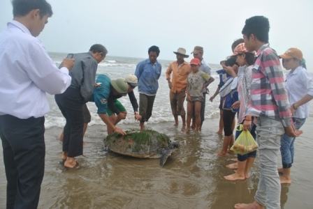 Khá đông người dân hiếu kỳ đến xem con rùa biển.