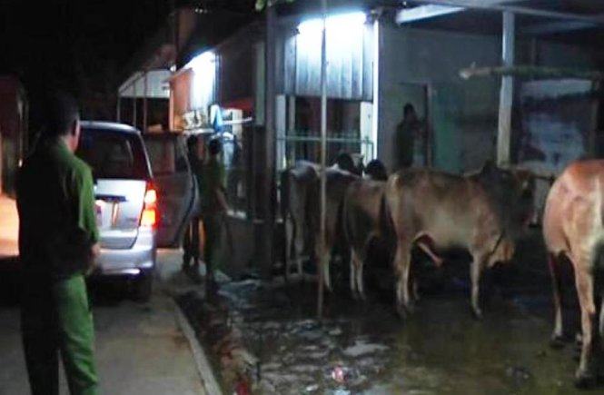 ​Bắt quả tang cơ sở giết mổ bơm nước vào bò 
