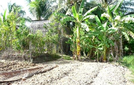 Bé bán chè 12 tuổi bị cưỡng hiếp