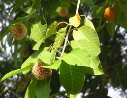 Bé trai 6 tuổi tử vong vì ngộ độc lá cây rừng