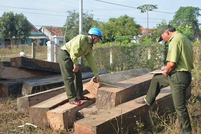 Lực lượng kiểm lâm đang kiểm tra lại số lượng gỗ lậu /// Ảnh: Ngọc Cường