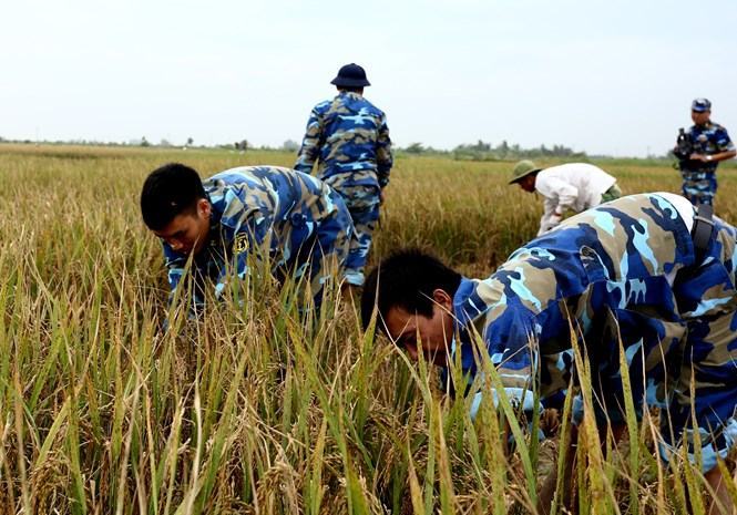 Bộ đội Hải quân giúp dân gặt lúa trước bão số 7