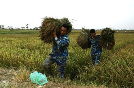 Bộ đội Hải quân giúp dân gặt lúa trước bão số 7 - ảnh 1