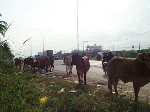 Bò xuống đường