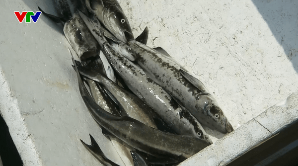 Cá bớp chết hàng loạt ở Quảng Ngãi