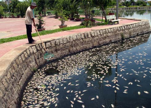Cá chết nổi trắng hồ vì nắng nóng