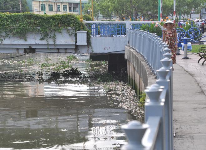 Cá chết trắng kênh Nhiêu Lộc, bốc mùi nồng nặc