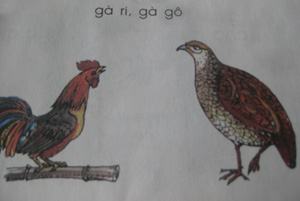 “Cá diếc” cô không biết, “gà gô” làm khổ cô