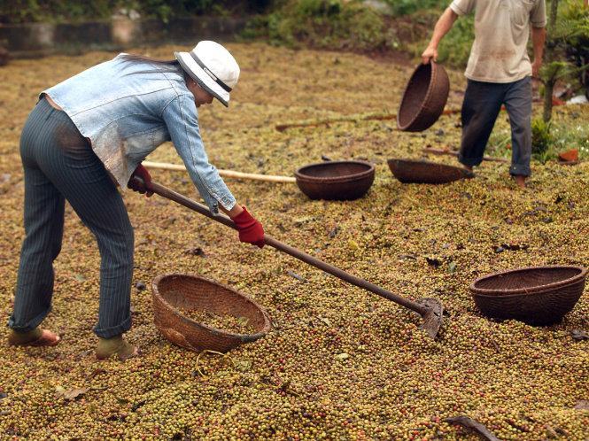 Cà phê thế giới thiếu hụt nghiêm trọng nhất trong 9 năm