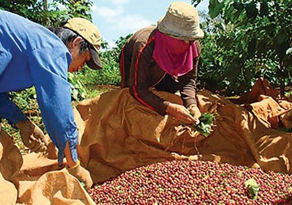 Cà phê Việt Nam: làm sao giải “huyệt”?