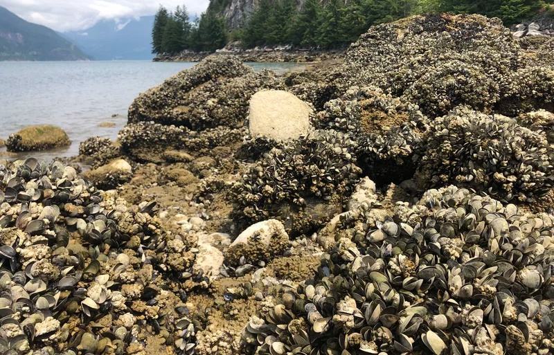 Những con trai chết đầy bãi biển ở Vancouver do nắng nóng /// Ảnh chụp màn hình NPR