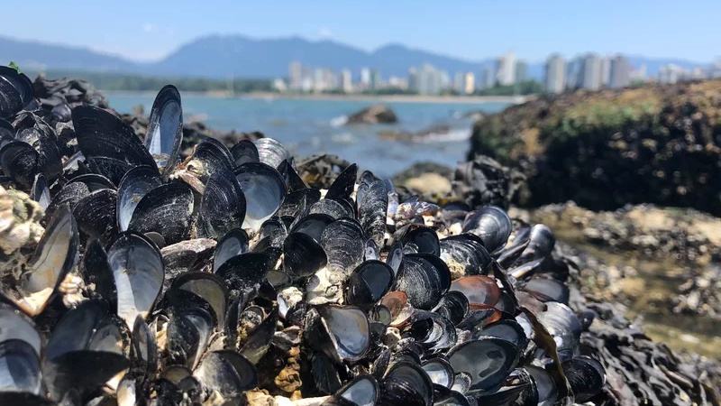 Cả tỉ sinh vật biển chết vì nắng nóng tại Vancouver - ảnh 1