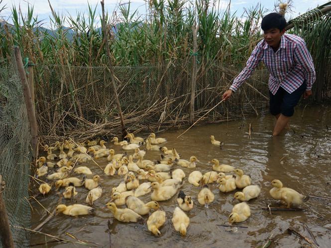 Cá, vịt chết bất thường, người dân kéo lên xã phản ánh