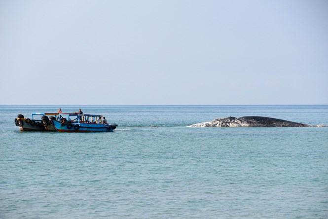 Tàu của ngư dân đang lai dắt xác cá voi, to hơn cả thuyền cá, vào bờ - Ảnh: Thọ Châu