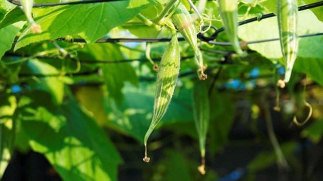 Các bài thuốc chữa bệnh từ quả lặc lè bạn nên biết