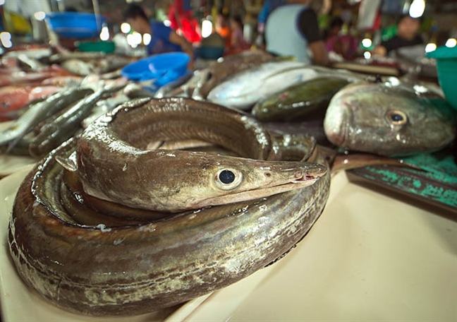 Cac loai ca de nhiem doc do con nguoi tan pha moi truong nuoc