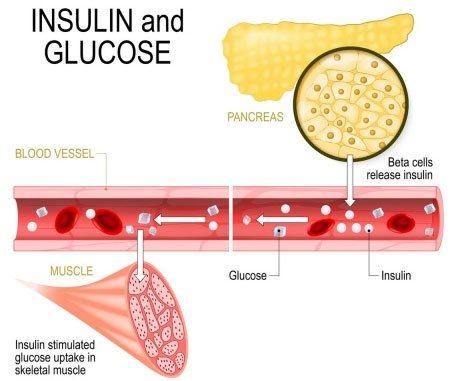 Insulin là một hormone giúp kiểm soát mức độ đường trong máu.