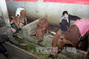 Các tỉnh Bắc Bộ trời rét đậm, vùng núi có nơi rét hại