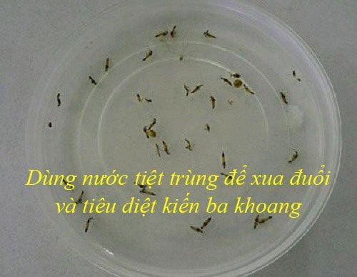 Dùng nước tiệt trùng để xua đuổi kiến ba khoang