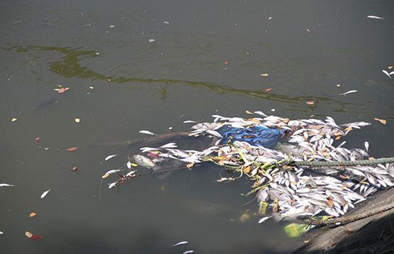 Đà Nẵng: Cá chết trắng sông Phú Lộc
