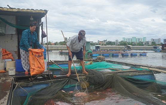 Đà Nẵng: Cá lồng chết trắng sông