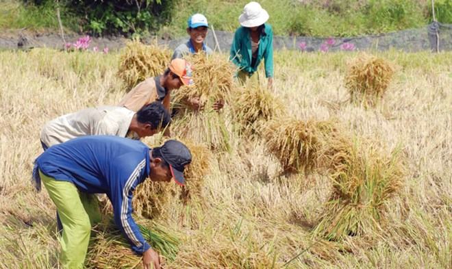 Cải tổ Hiệp hội Lương thực Việt Nam để “giải cứu” lúa gạo