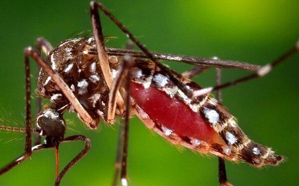 Campuchia : Hơn 1.000 người mắc “dịch bệnh bí ẩn” Chikungunya