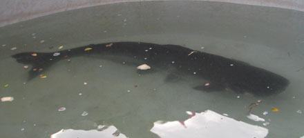 Cần Thơ: Ra mắt những con cá, tôm lớn nhất Việt Nam