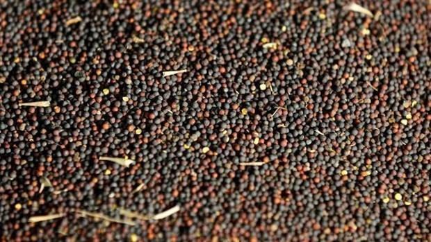 Canada đưa vấn đề Trung Quốc cấm nhập hạt cải dầu ra WTO