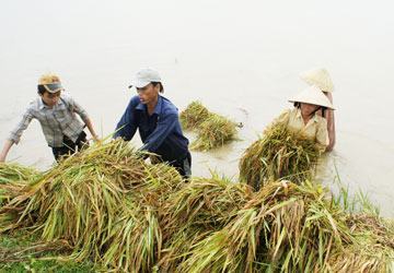 Cảnh báo lũ lớn tại Nghệ An