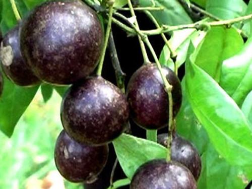 Cảnh báo ngộ độc quả lạ