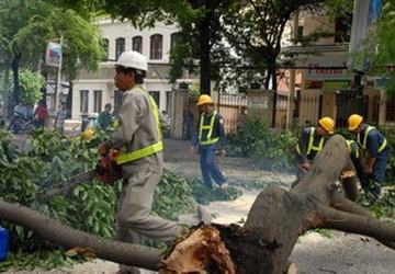 Cành cây cổ thụ rơi xuống đường, 2 người thoát chết