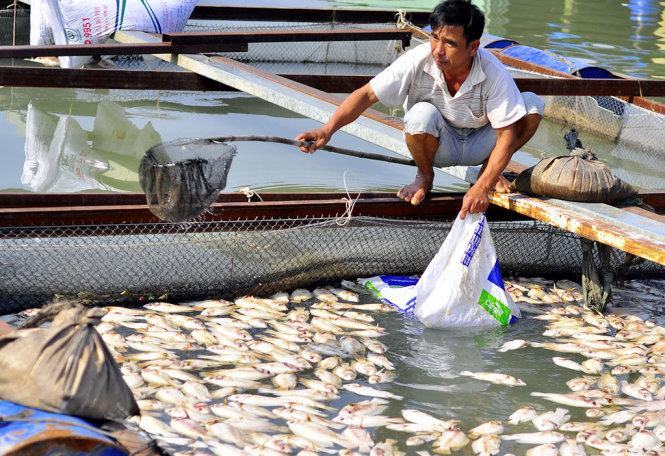 Người dân nén lòng vớt cá chết mang đi tiêu hủy - Ảnh: A LỘC