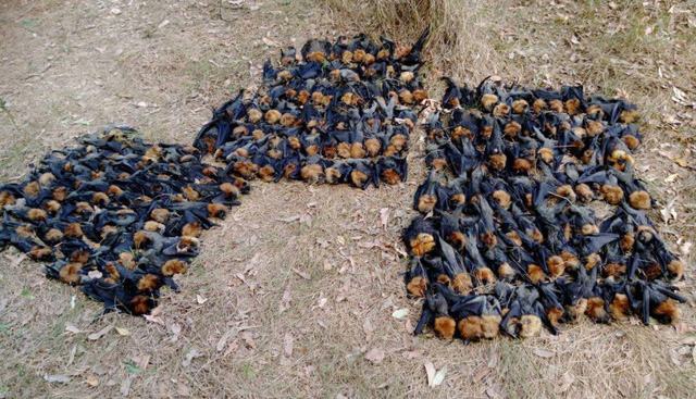 Cáo bay chết rớt lộp độp trong đợt nóng kỷ lục ở Úc