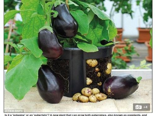 Cây độc: mọc quả cà tím ở thân, có củ khoai tây ở rễ