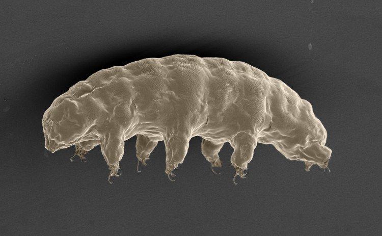 Hình ảnh quan sát dưới kính hiển vi điện tử quét (SEM) của loài sinh vật đáng kinh ngạc Tardigrade.