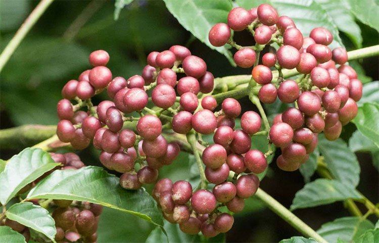 Củ rối Ấn (Leea indica) có thể chống lại nhiều bệnh ung thư.