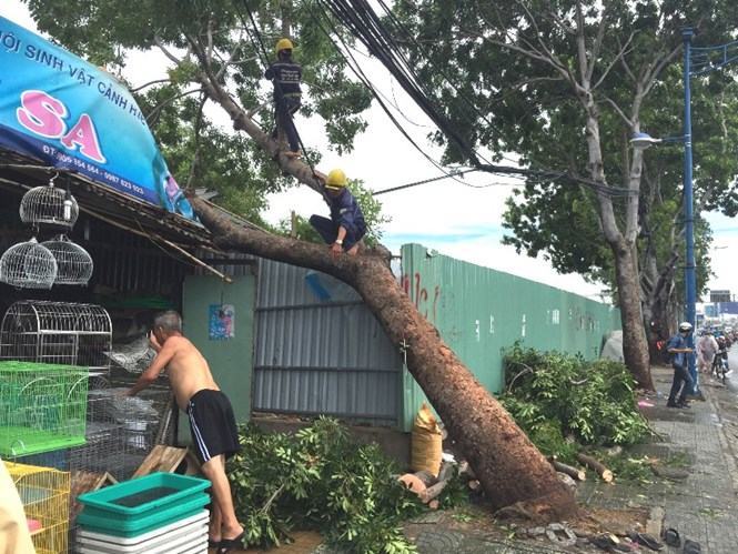 Cây xanh lại bật gốc, ngã đè tiệm bán chim ở Sài Gòn