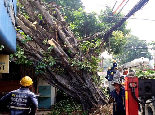 Cổ thụ đổ đè nhà dân