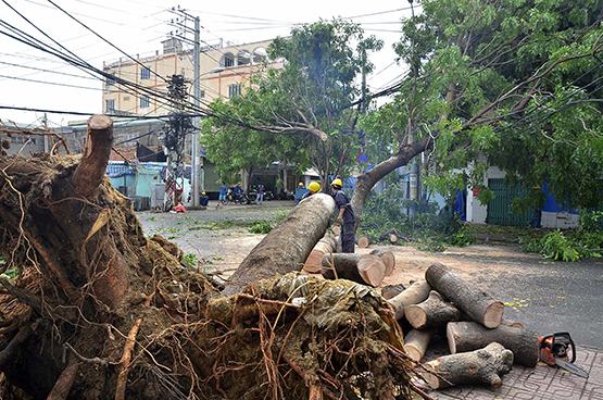 Tai nạn do cây ngã đổ: Ai chịu trách nhiệm?