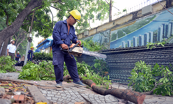 Di dời nhiều cây xanh để làm đường, xây cầu