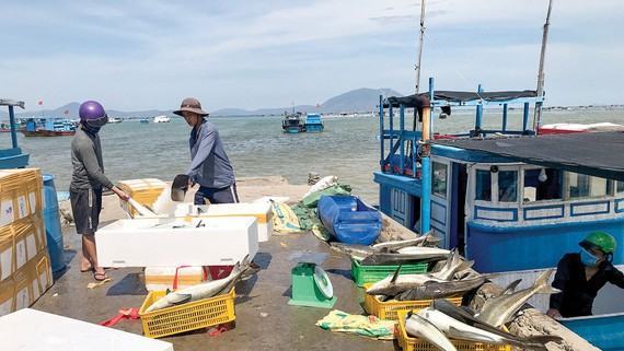 Chấm dứt tình trạng tàu cá vi phạm quy định về khai thác hải sản