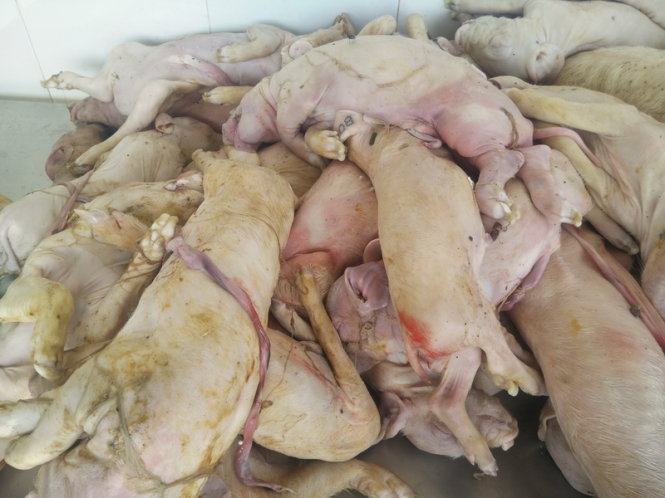 Cận cảnh lô heo chết với nhiều con tụ huyết, bầm tím, bốc mùi hôi thối - Ảnh Hoàng Lộc